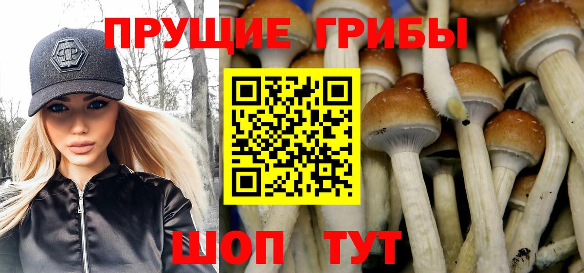 Галлюциногенные грибы MAGIC MUSHROOMS  Псилоцибиновые грибы Psilocybine cubensis  купить закладку  Бердск 